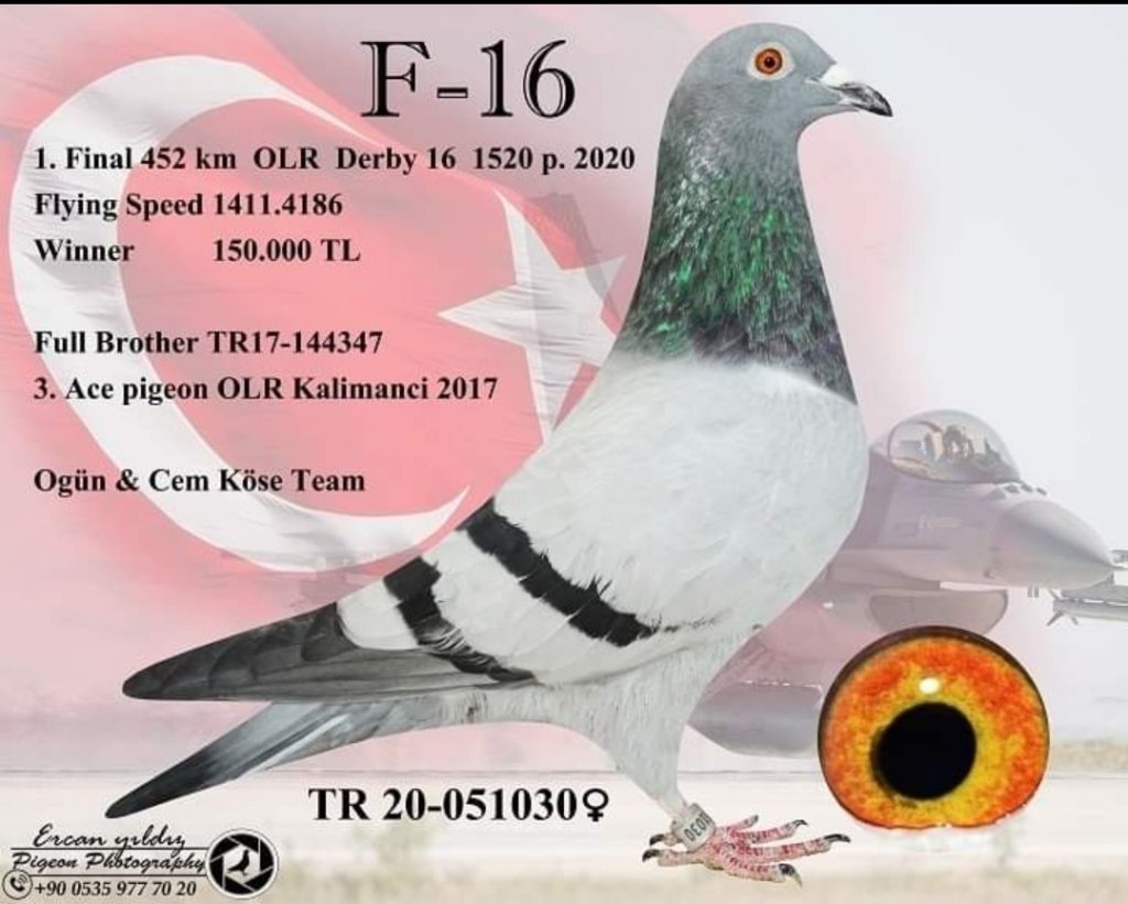 TR21-311505 ERKEK /  BABASI MISTER KALİMANCİ ANNESİ F-16 DERBY 16 ŞAMPİYONU