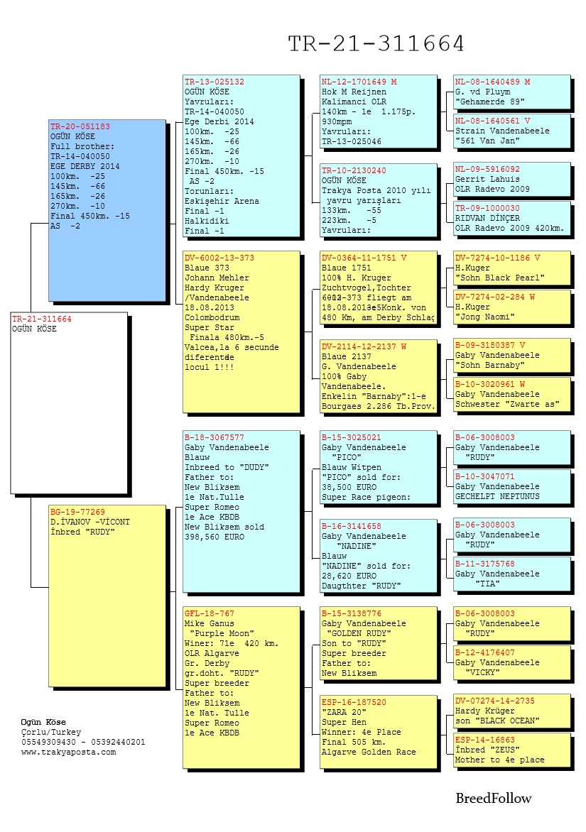 TR21-311664 DİŞİ / BABASININ KARDEŞİ 2. AS EGE DERBY ANNESİ INBREED RUDY