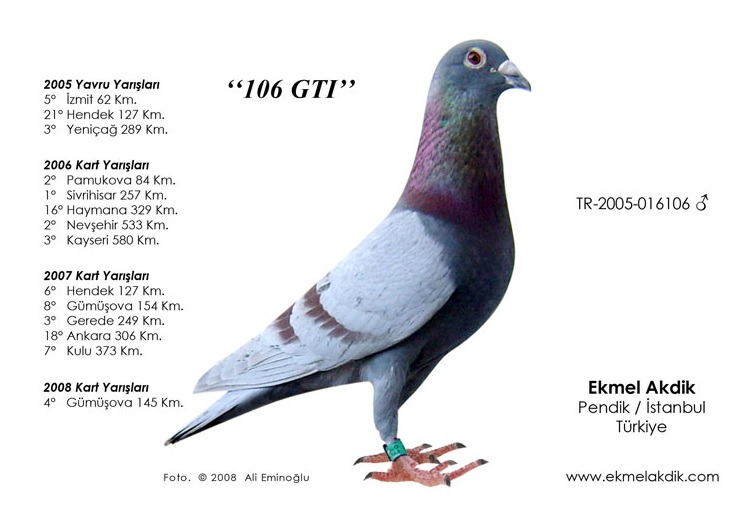 TR21-311670 ERKEK /  BABASU SÜPER AFRİKAN ANNESİ INBREED 106 GTI 