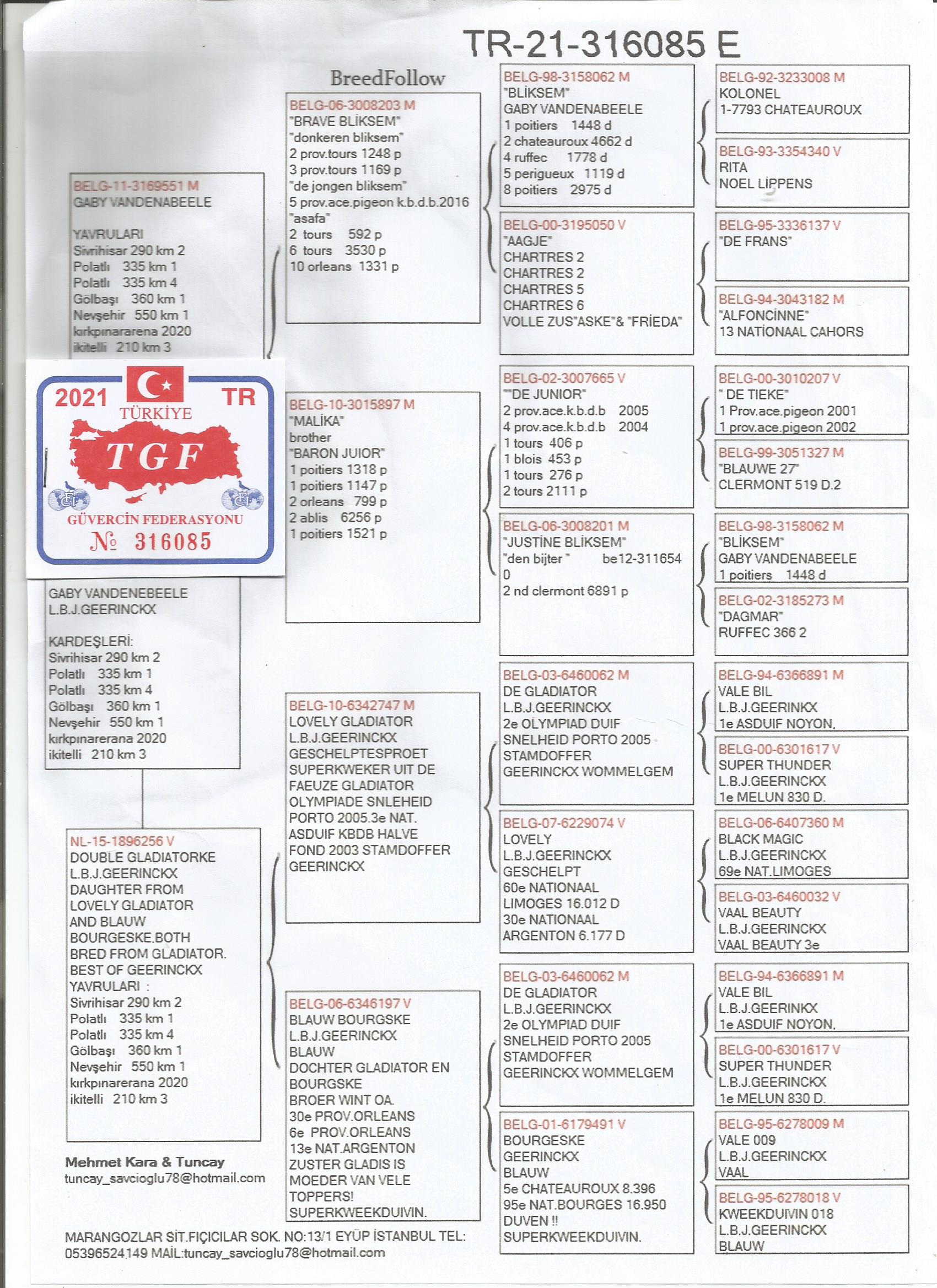 TR21-316085 ERKEK / GABY - GEERINCKX  KARDEŞİ 1. POLATLI -  1. GÖLBAŞI 360 KM