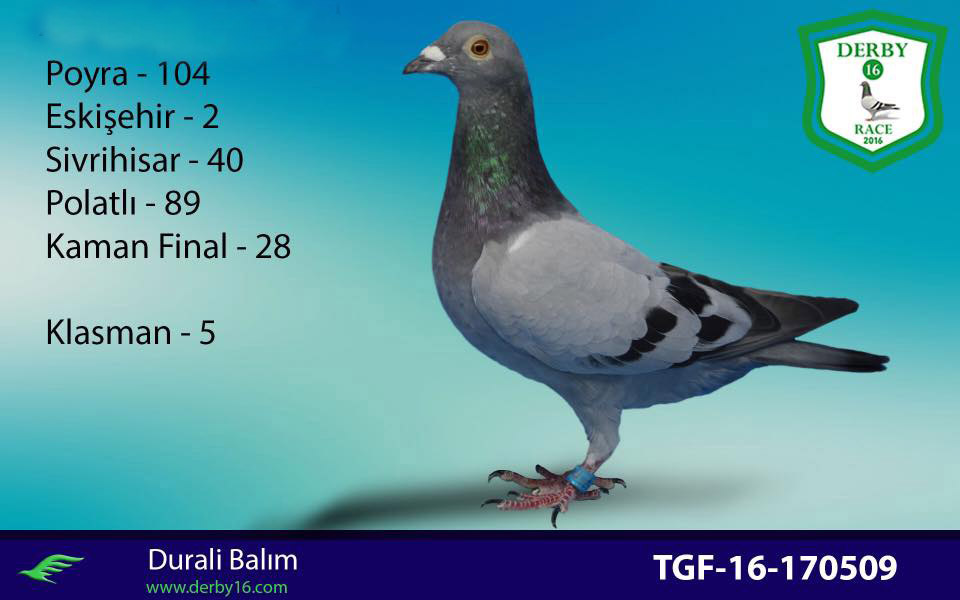 TR21-45579 ERKEK / BABASI 5. AS KLASMAN HALASI 1. AS KLASMAN DERBY 16