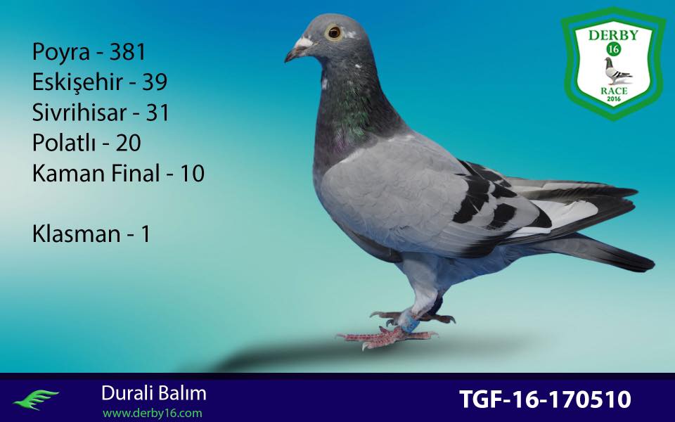 TR21-45579 ERKEK / BABASI 5. AS KLASMAN HALASI 1. AS KLASMAN DERBY 16
