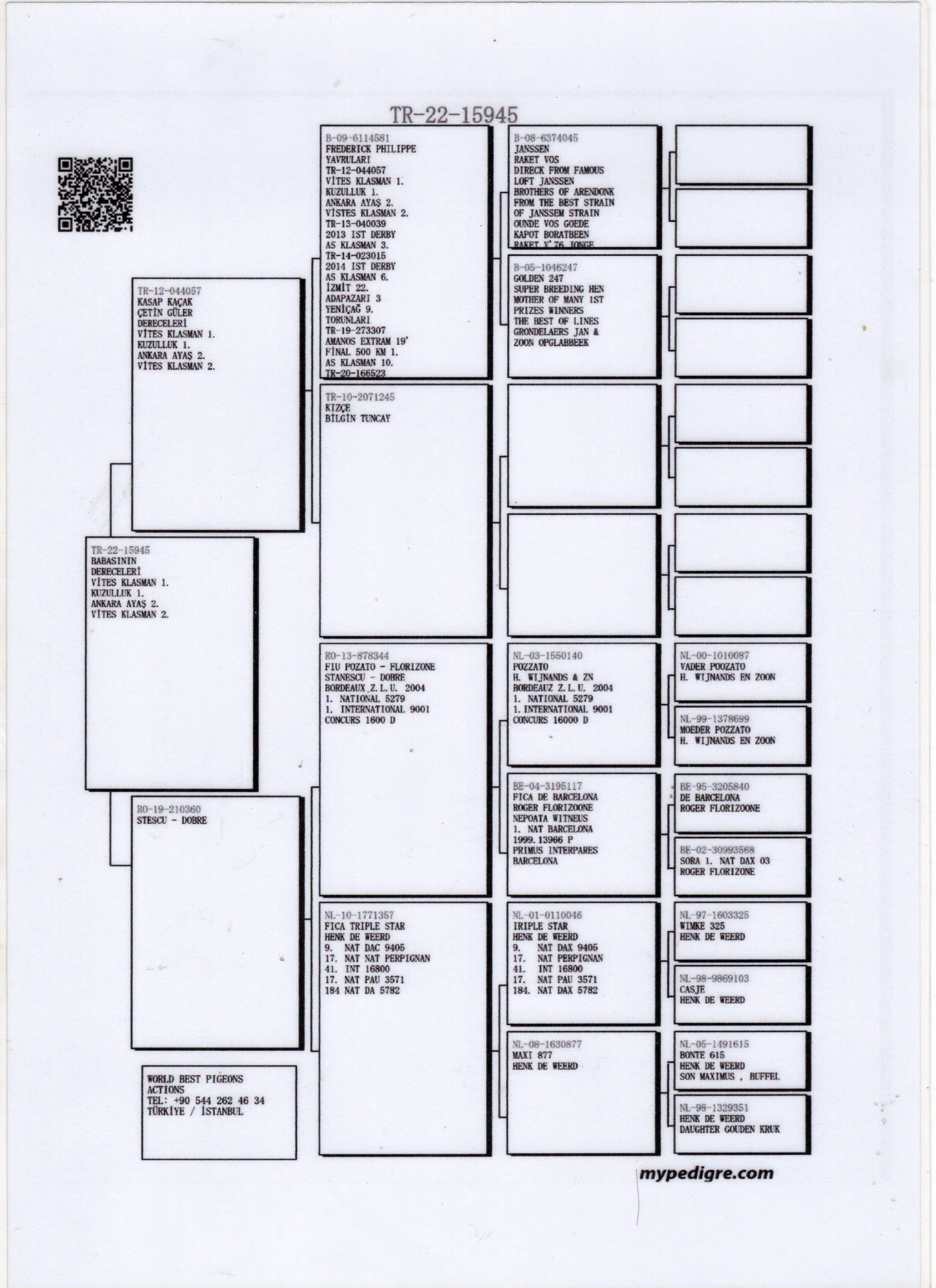 TR22-15945 DİŞİ / JANSSEN - POZATTO