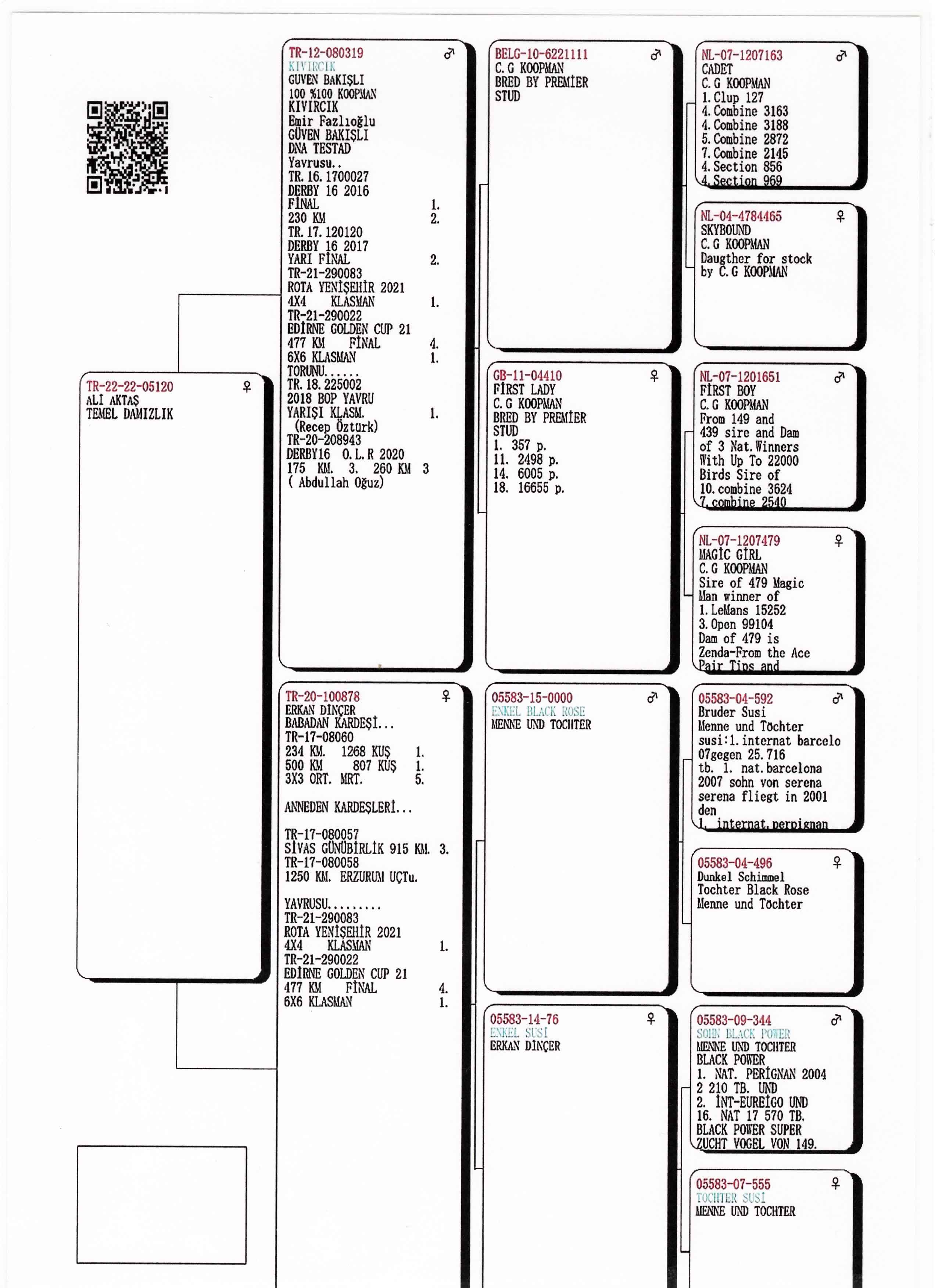 TR22-22-05120 DİŞİ / BABASI KIVIRCIK  KOOPMAN % 100 ANNESI MENEN TOCHTER