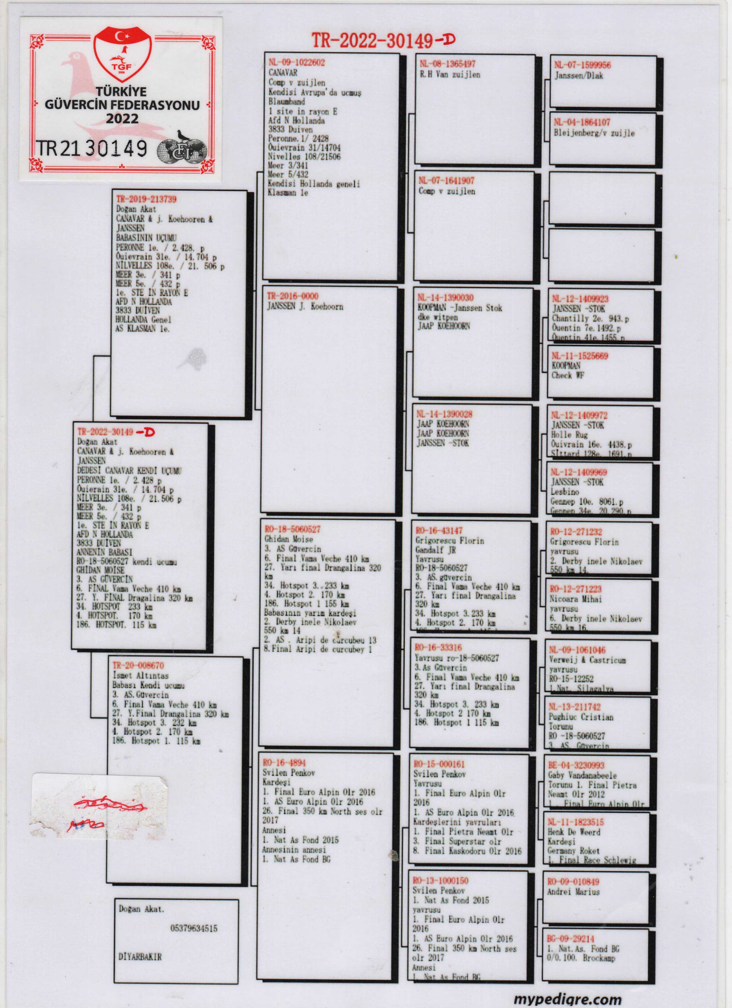 TR22-30149 DİŞİ / COMB V ZUİJLEN - KOOPMAN 