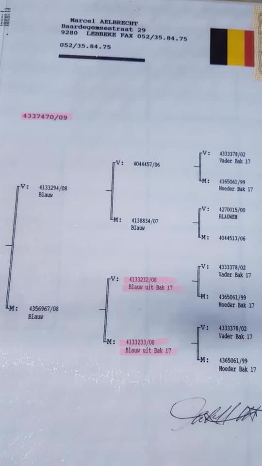 TR22-34-02224 DİŞİ /  BABASI JAN HOOYMANS SOYU ANNESİ MARCEL ALBRECHT SOYU