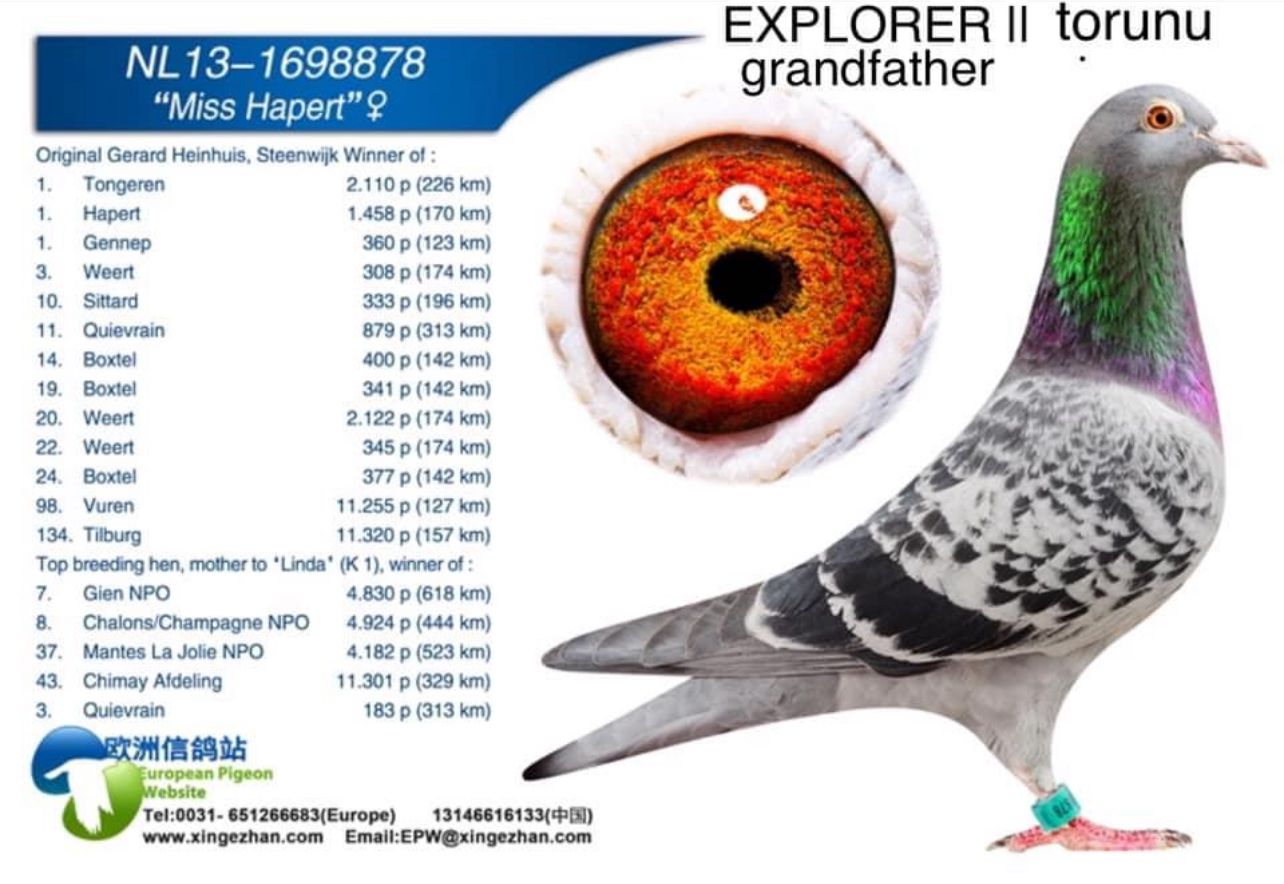 TR22-34-02293 DİŞİ / INBREED ROLEX SUPER BREEDER 