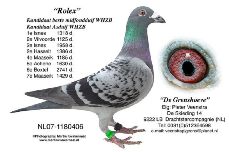 TR22-34-02293 DİŞİ / INBREED ROLEX SUPER BREEDER 
