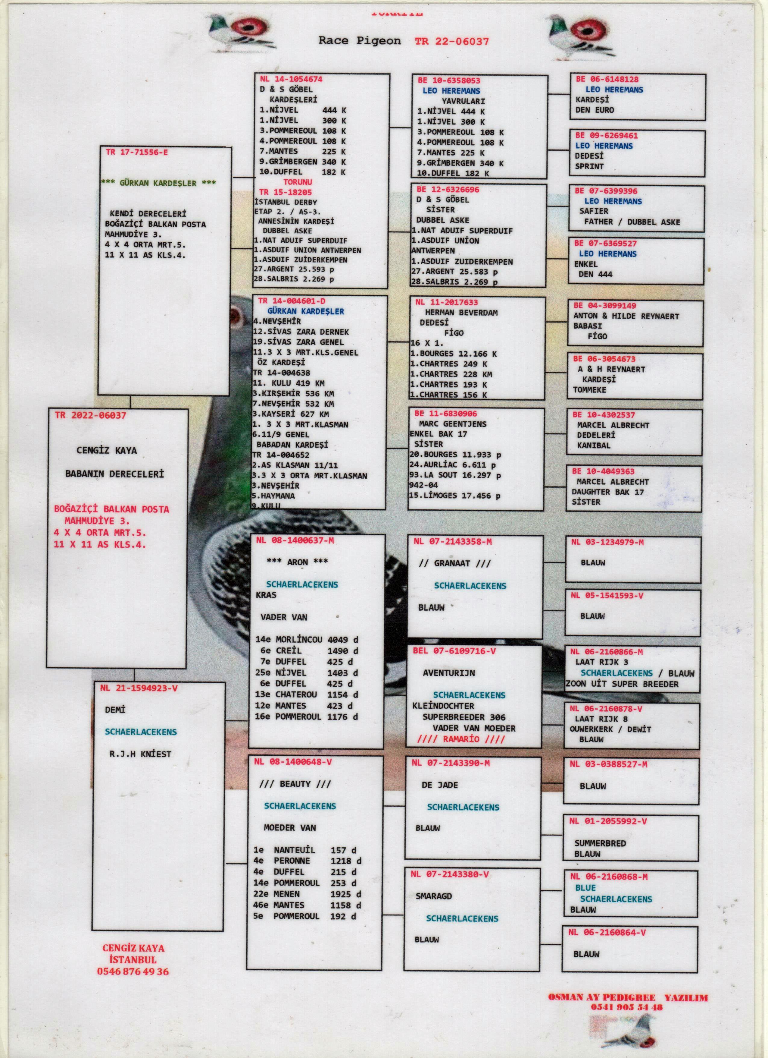 TR22-34-06037 DİŞİ / LEO HERAMANS - AD SCHAERLAKENS