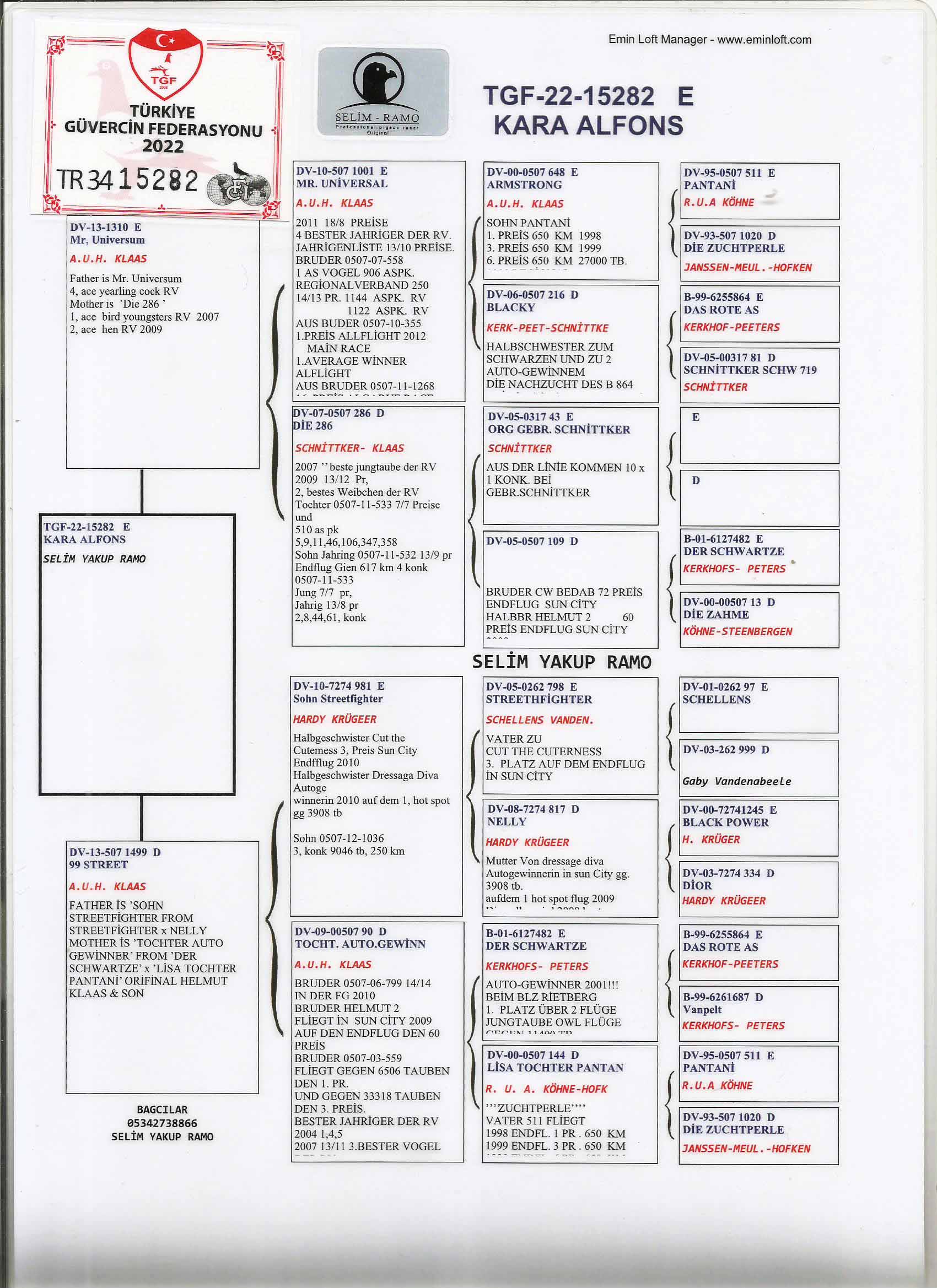 TR22-34--15282 DİŞİ / SELIM YAKUP RAMO - ALFON KLAAS % 100