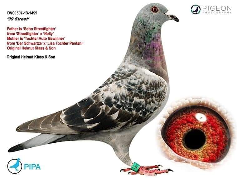 TR22-34--15282 DİŞİ / SELIM YAKUP RAMO - ALFON KLAAS % 100