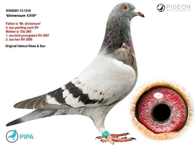 TR22-34--15282 DİŞİ / SELIM YAKUP RAMO - ALFON KLAAS % 100
