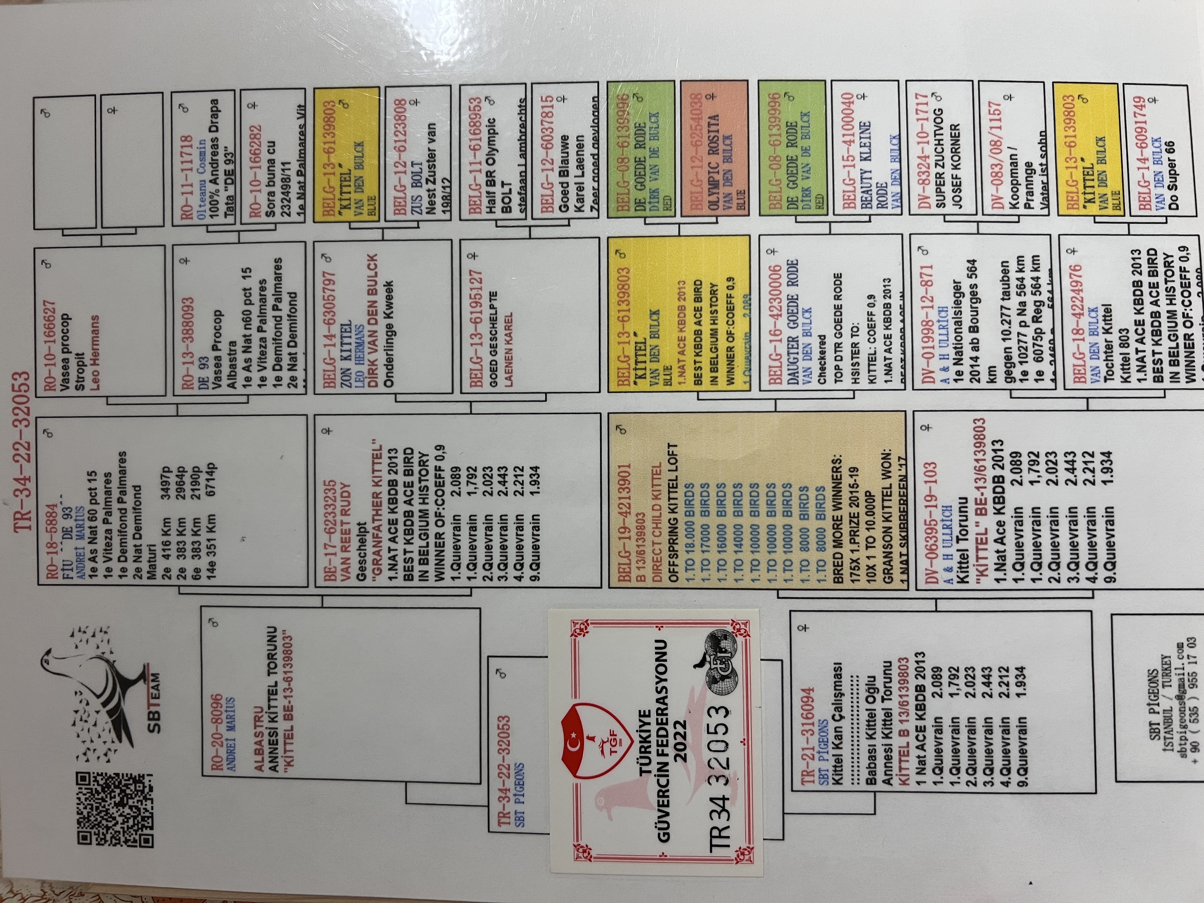 TR22-34-32053 ERKEK / INBREED KITTEL LINE