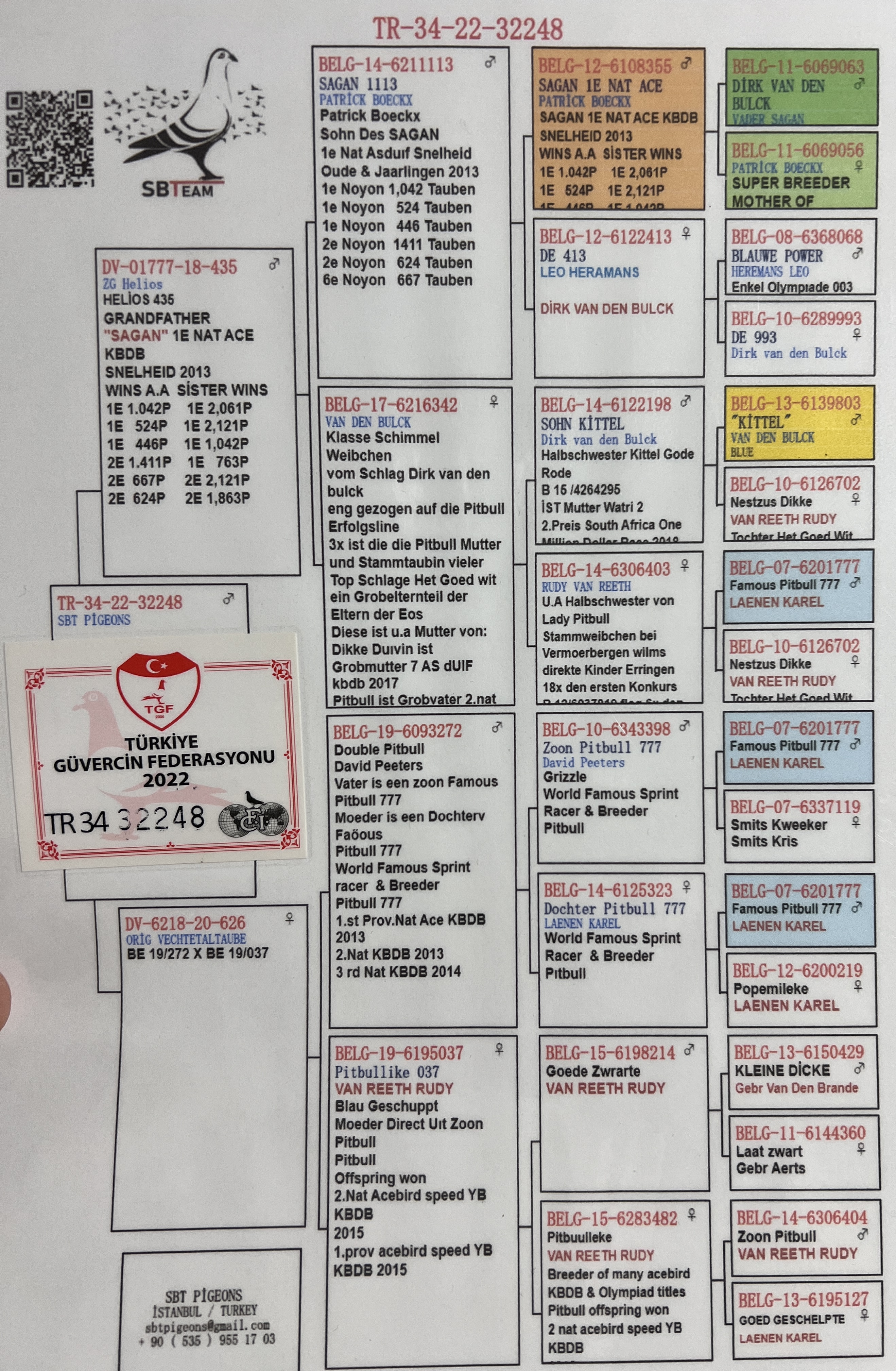 TR22-34-32248 ERKEK / SAGAN - PITBULL LINNN