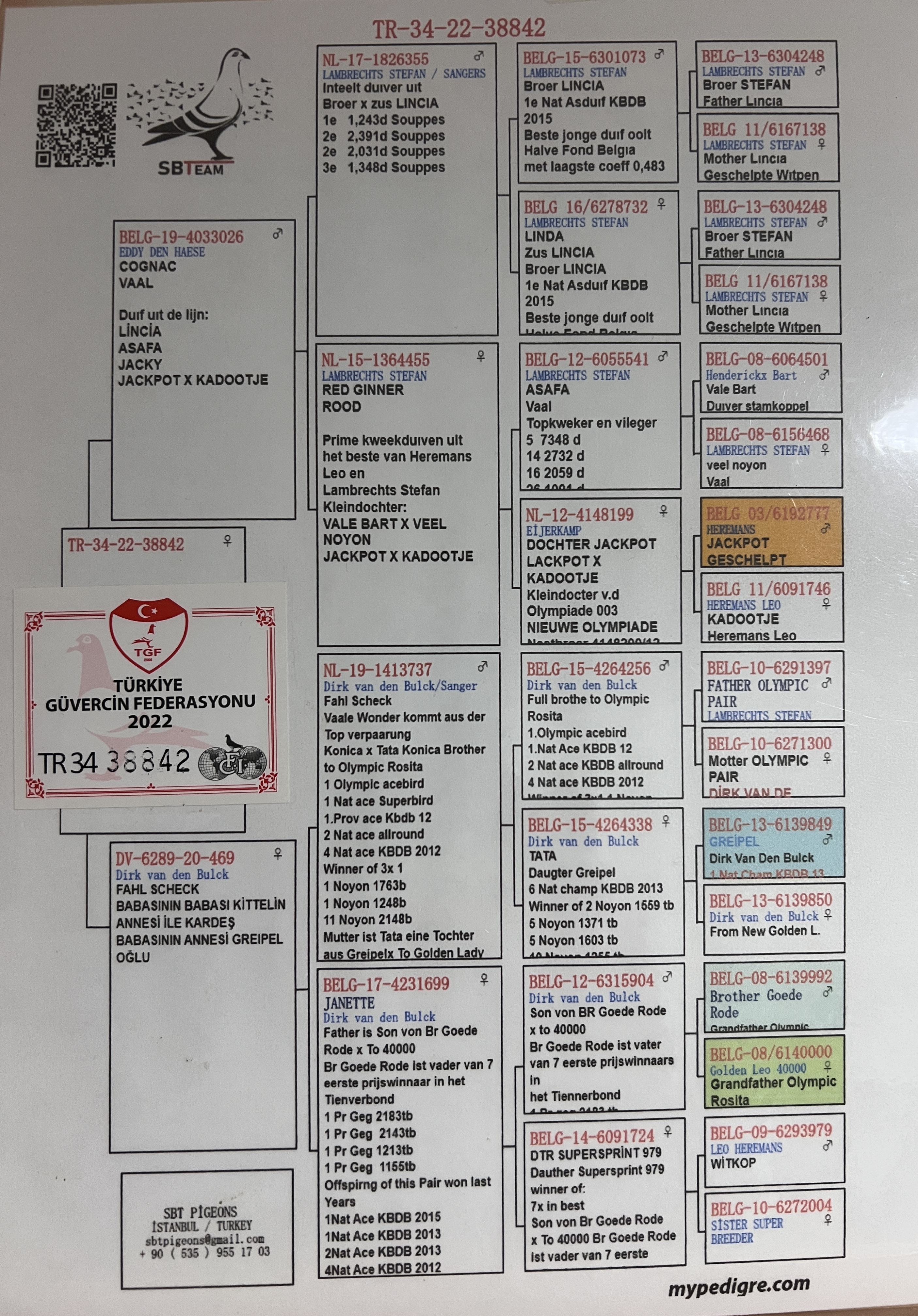 TR22-34-38842 DİŞİ  / S LAMBRECTHS