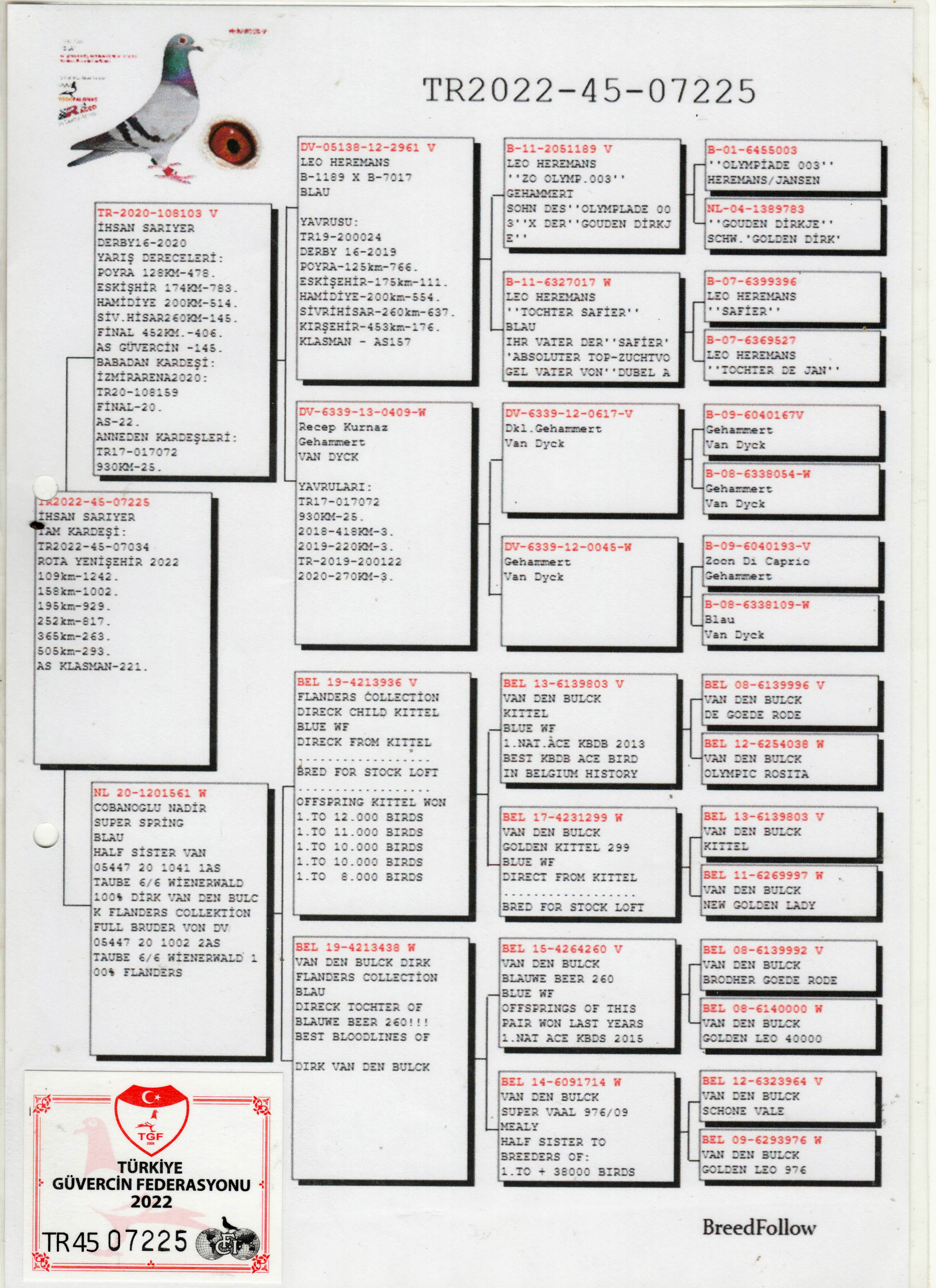 TR22-45-07225 DİŞİ / DİRK VAN DE BLUCK - LEO HEREMANS