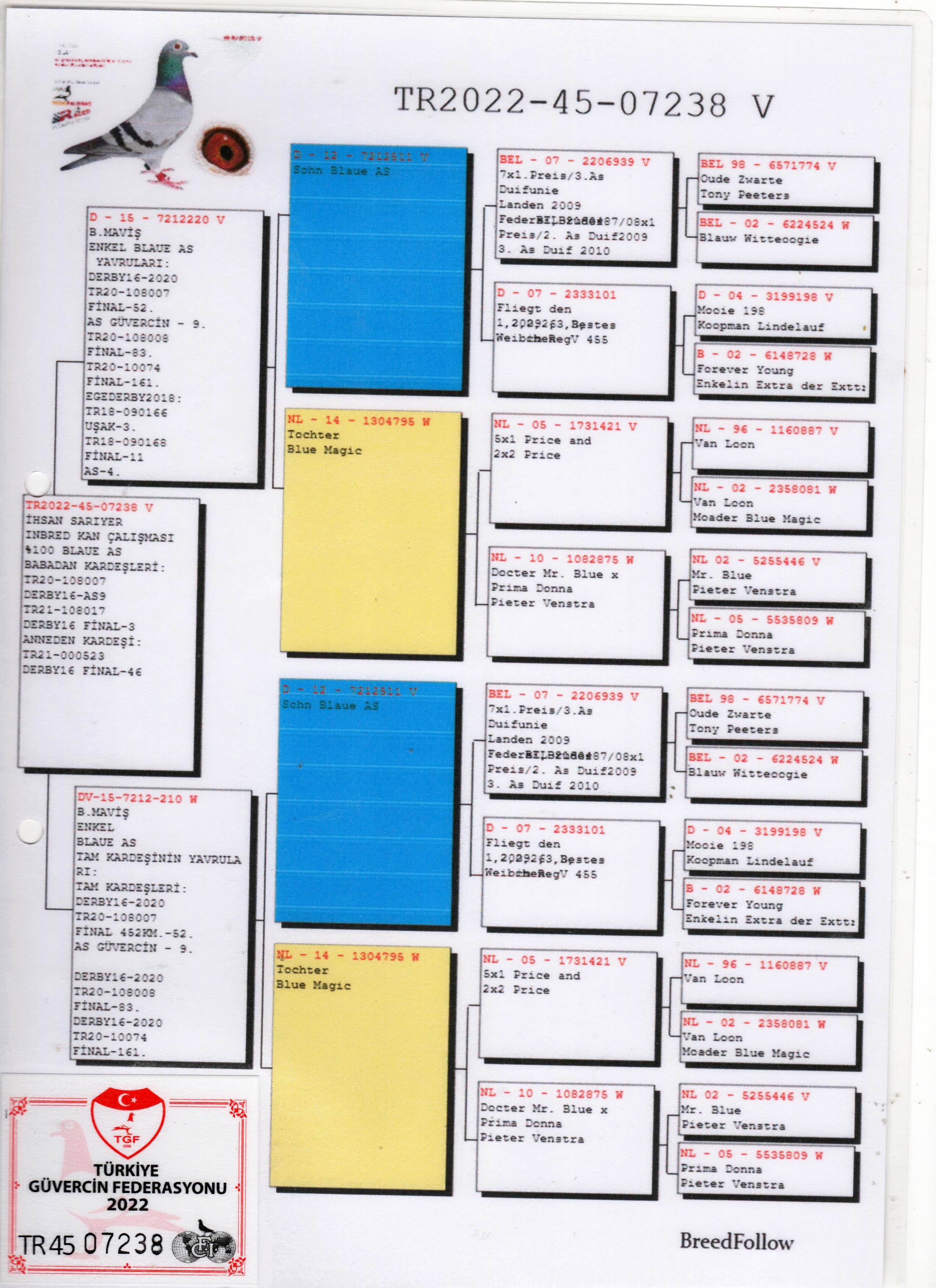 TR22-45-07238 ERKEK / BABADAN KARDEŞİ 9 AS KLASMAN DERBY16