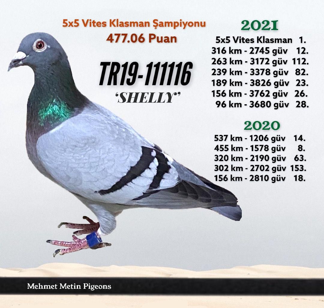 TR22-45-706 DİŞİ / BABASININ YARIM KARDEŞİ 2. AS PIGEON SOFİA 2022