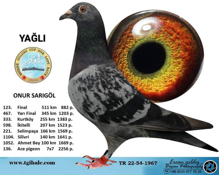 TR22-54-1966 	ONUR SARIGÖL / 307.FİNAL