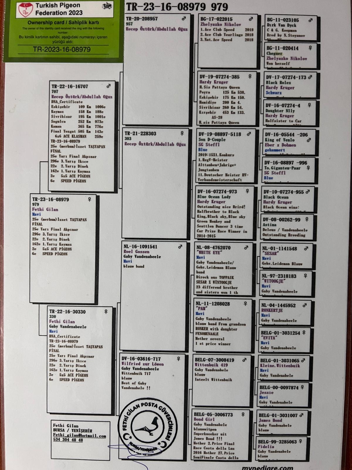 TR23-16-08979 DİŞİ / KENDİSİ 2 ACE PİGEON 5X5 DERBY NİRVANA - DNA SERTİFİKALI