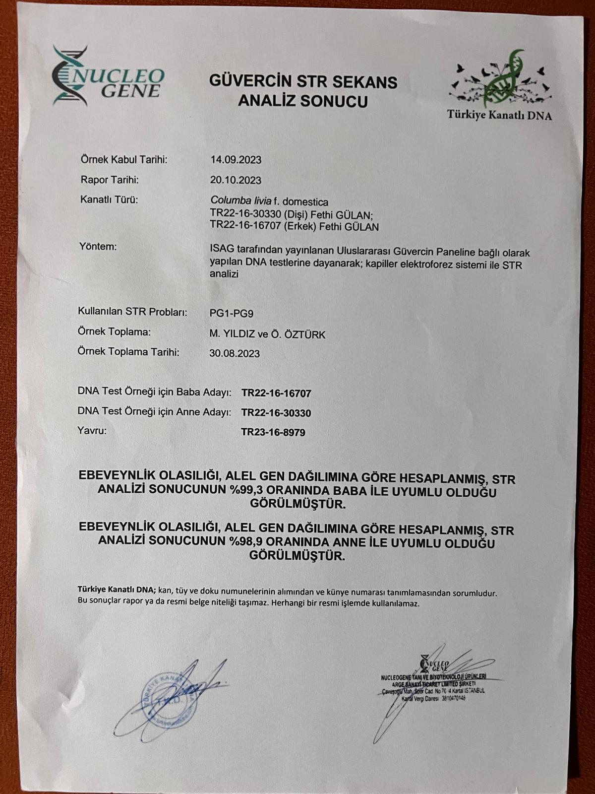 TR23-16-08979 DİŞİ / KENDİSİ 2 ACE PİGEON 5X5 DERBY NİRVANA - DNA SERTİFİKALI