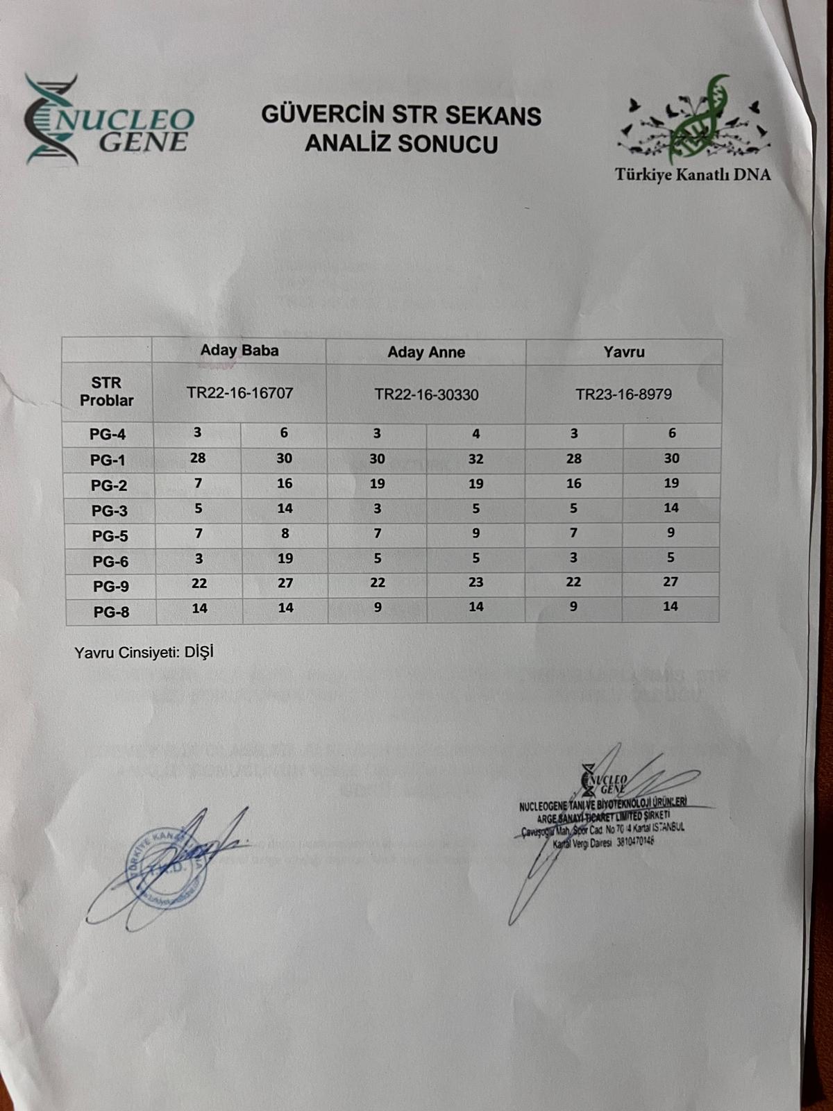 TR23-16-08979 DİŞİ / KENDİSİ 2 ACE PİGEON 5X5 DERBY NİRVANA - DNA SERTİFİKALI