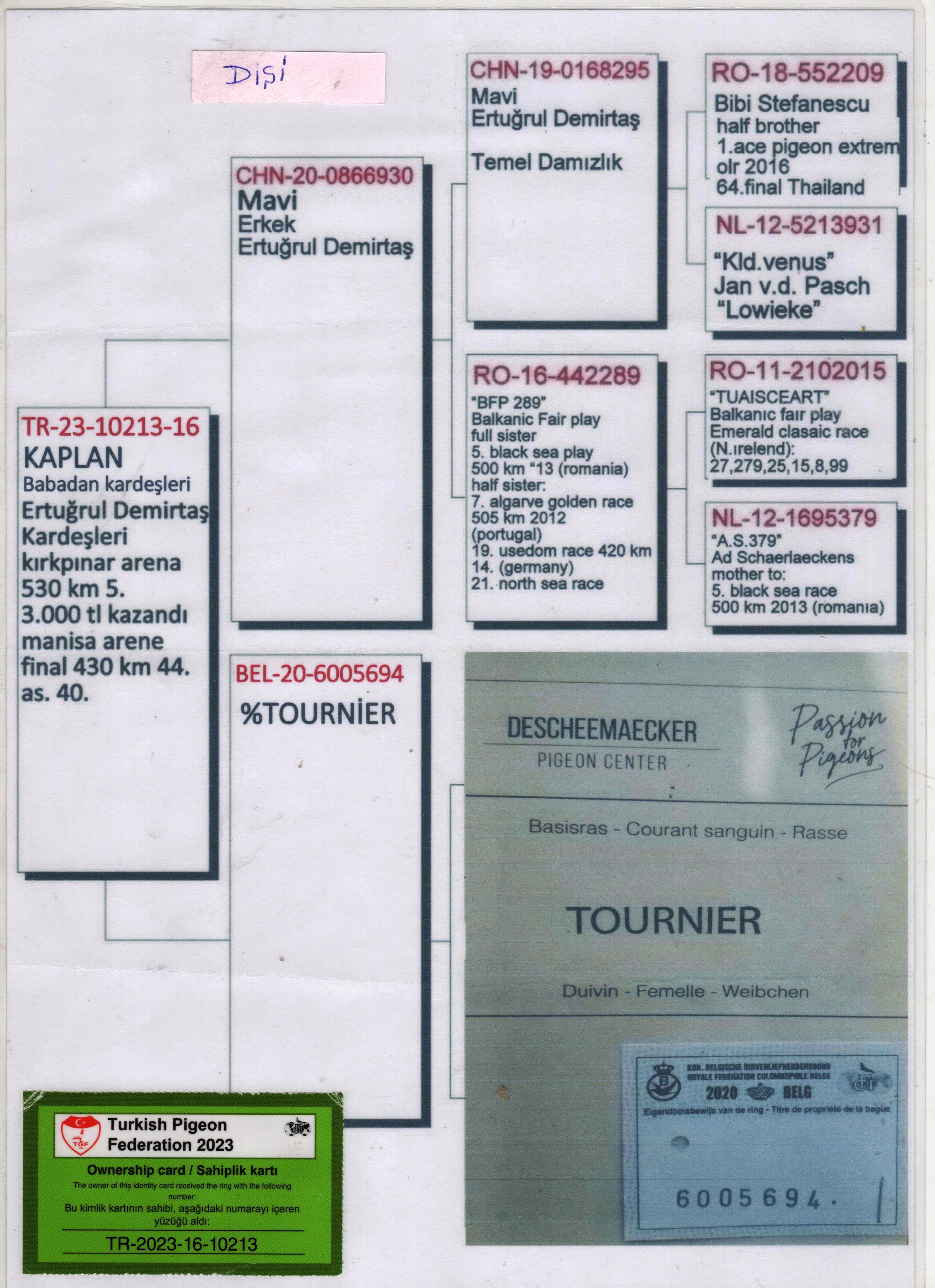 TR23-16-10213 DİŞİ / BABADAN KARDEŞİ 5 FİNAL KIRKPINAR ARENA