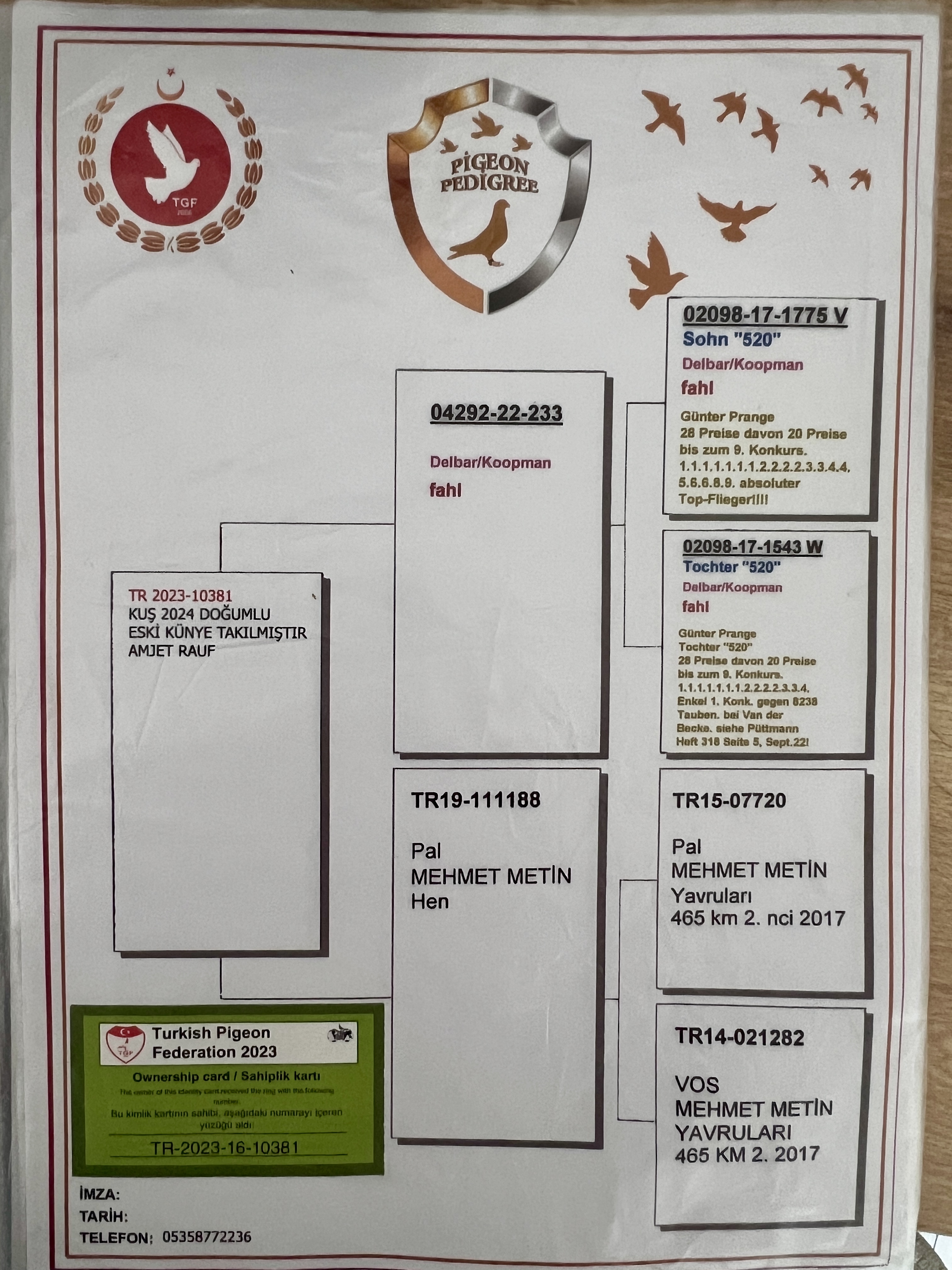 TR23-16-10381 DİŞİ /  BABASI KOOPMAN DELBAR ANNESİ KOOPMAN JANSSEN