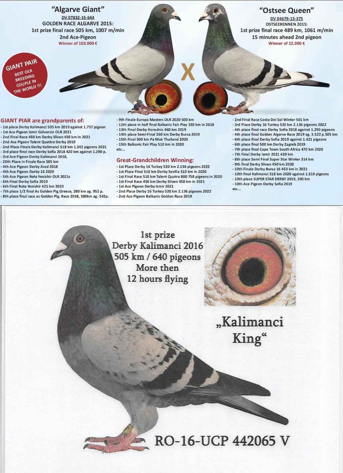 TR23-16-12105 ERKEK / TAM KARDEŞİ 51. 360 KM KALIMANCI BABASI 4. SEMİ FİNAL - 5. FİNAL KAMİKAZE