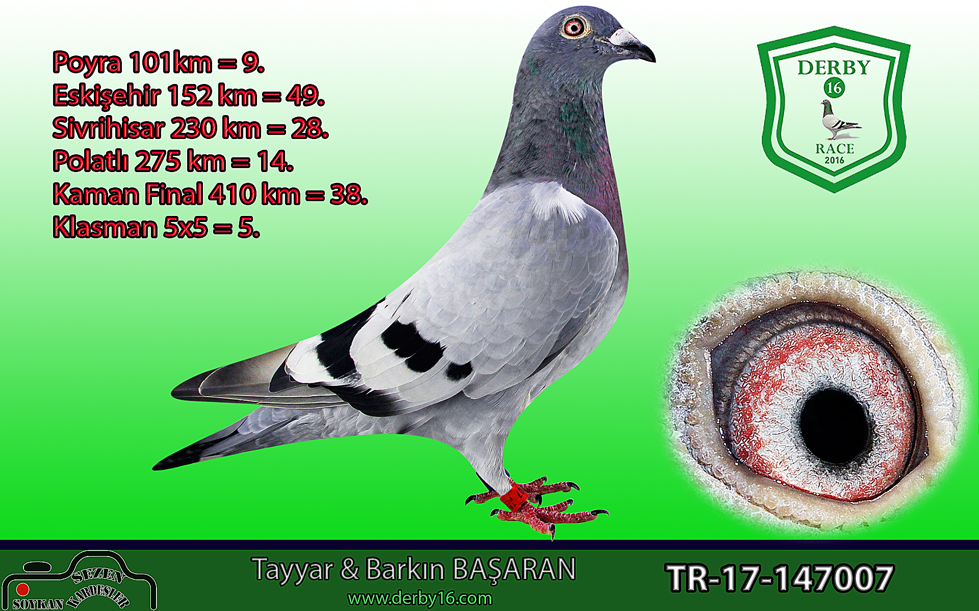 TR23-16-12105 ERKEK / TAM KARDEŞİ 51. 360 KM KALIMANCI BABASI 4. SEMİ FİNAL - 5. FİNAL KAMİKAZE