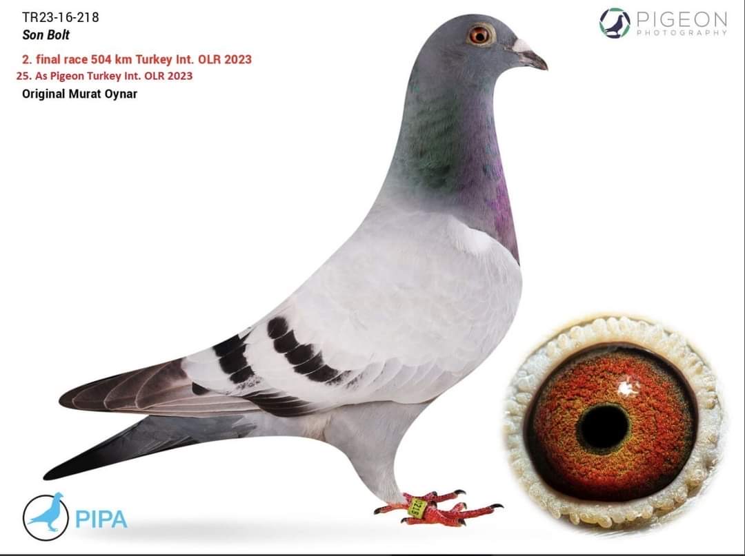 TR23-16-12172 DİŞİ / MURAT OYNAR BABASININ KARDEŞİ 1. FİNAL SOULT BULGARİA