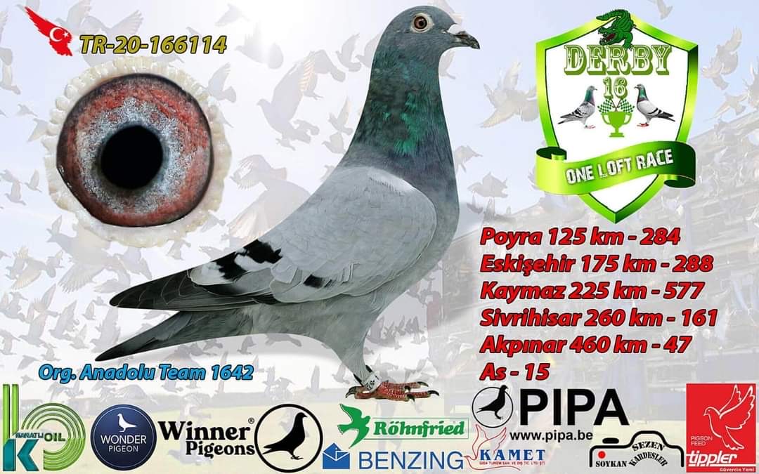 TR23-16-12172 DİŞİ / MURAT OYNAR BABASININ KARDEŞİ 1. FİNAL SOULT BULGARİA