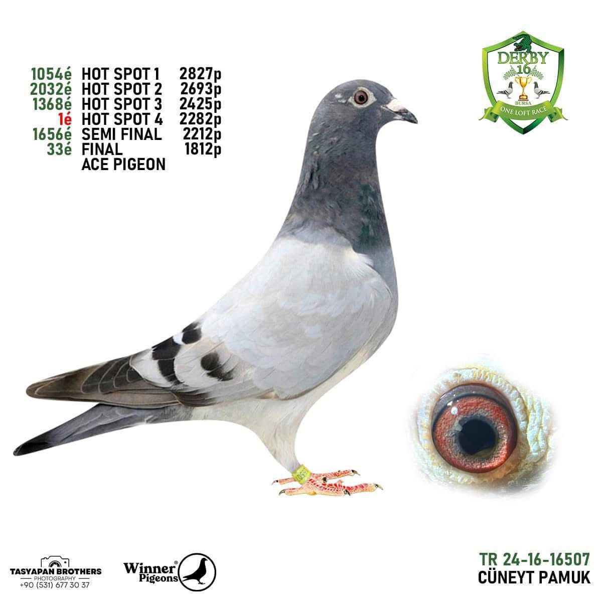 TR23-16-12285 ERKEK / BABASI SG STEFFL % 100