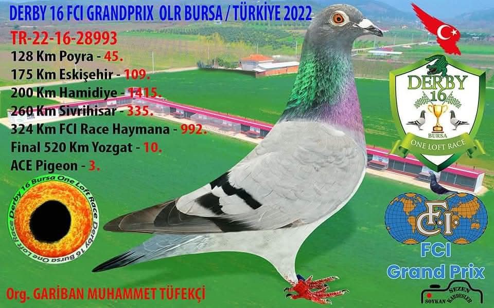 TR23-16-12285 ERKEK / BABASI SG STEFFL % 100