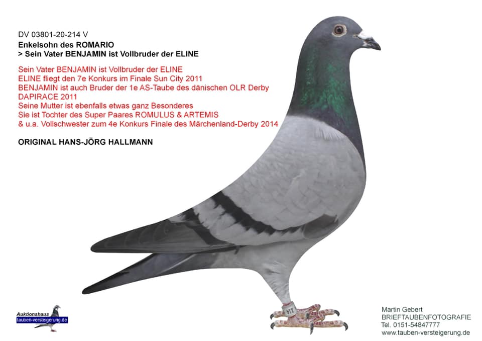TR23-16-16415 ERKEK  / BABASI JORG HALLMAN BENJAMIN OGLU ANNESİ JANSSEN % 100