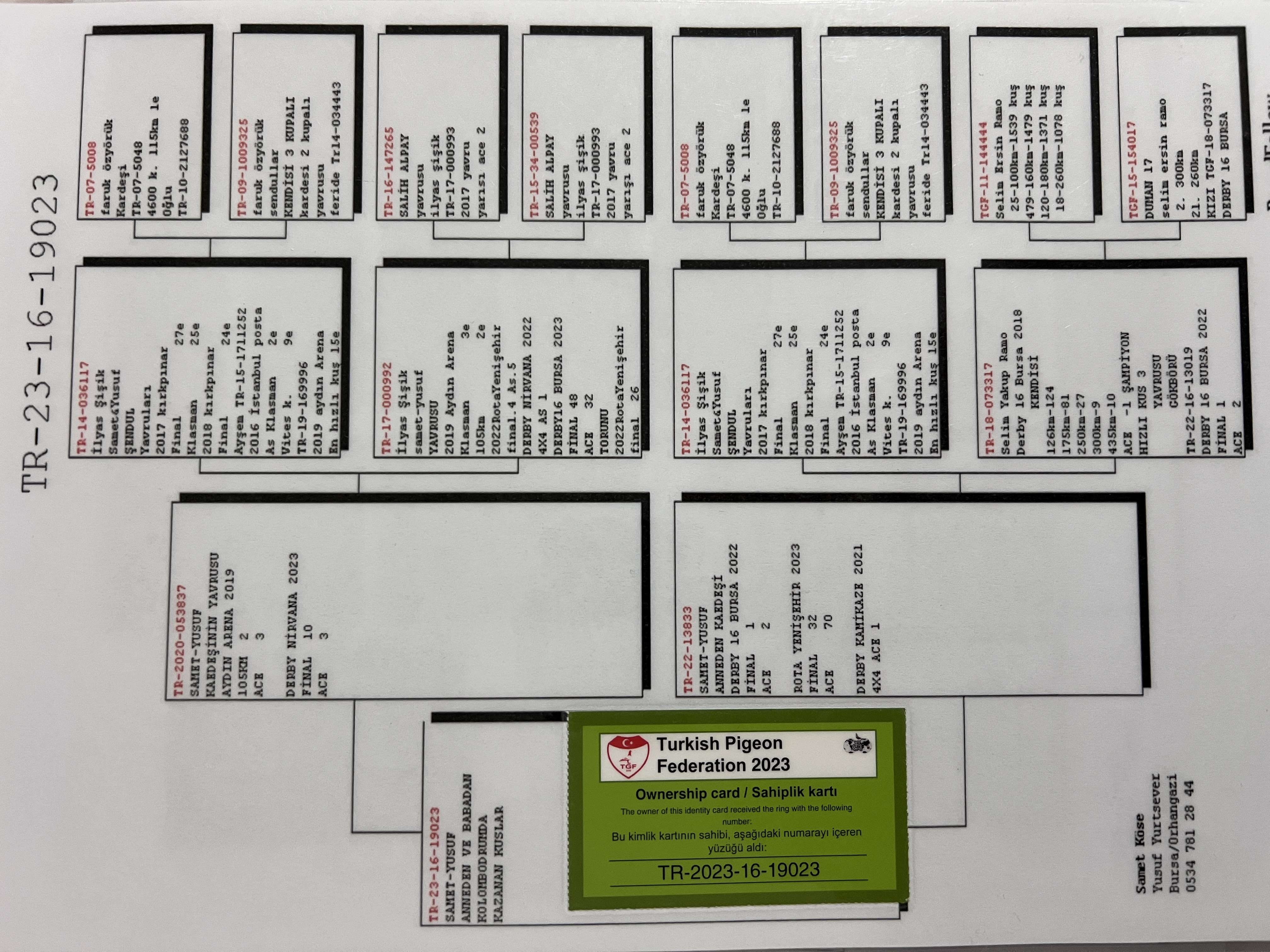 TR23-16-19023  ERKEK / BABASININ KARDEŞİNİN YAVRUSU 3 AS