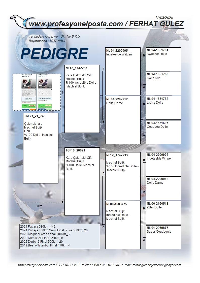 TR23-21-748 DİŞİ / AARDEN 