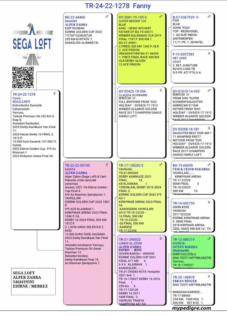 TR23-22-1521 DİŞİ / ANNEDEN KARDEŞ YAVRULARI 2 FİNAL DERBY16 BİR &Ccedil;OK BAŞARI