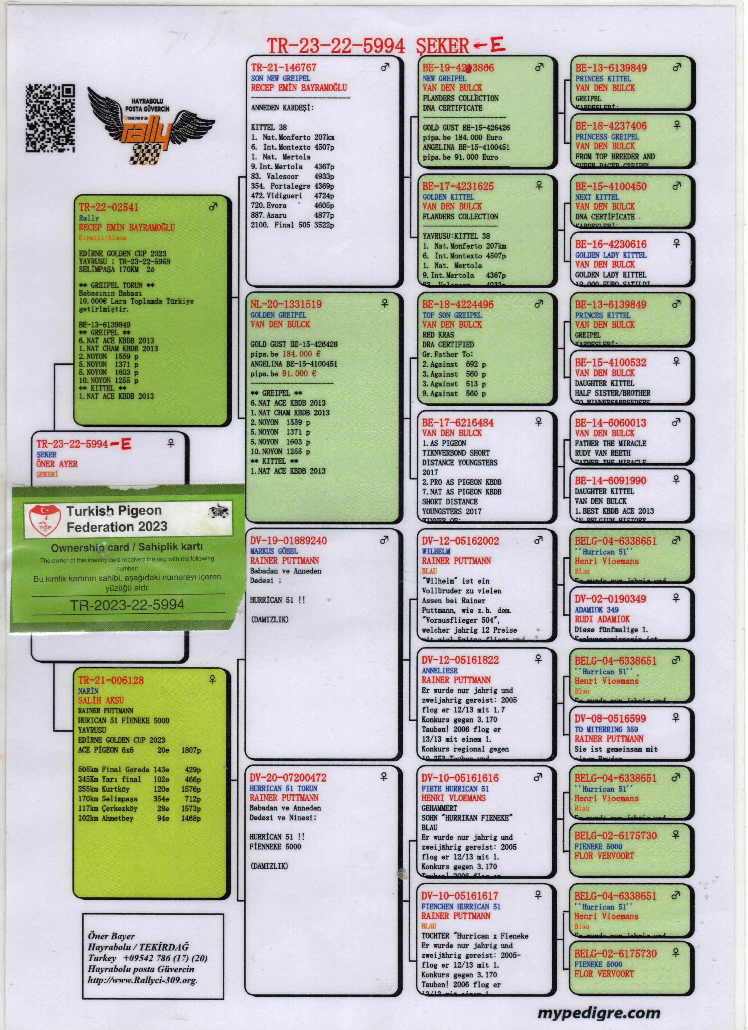 TR23-22-5994 DİŞİ / BABASI DİRK VAN BLUCK ANNESİ HURRICAN 51