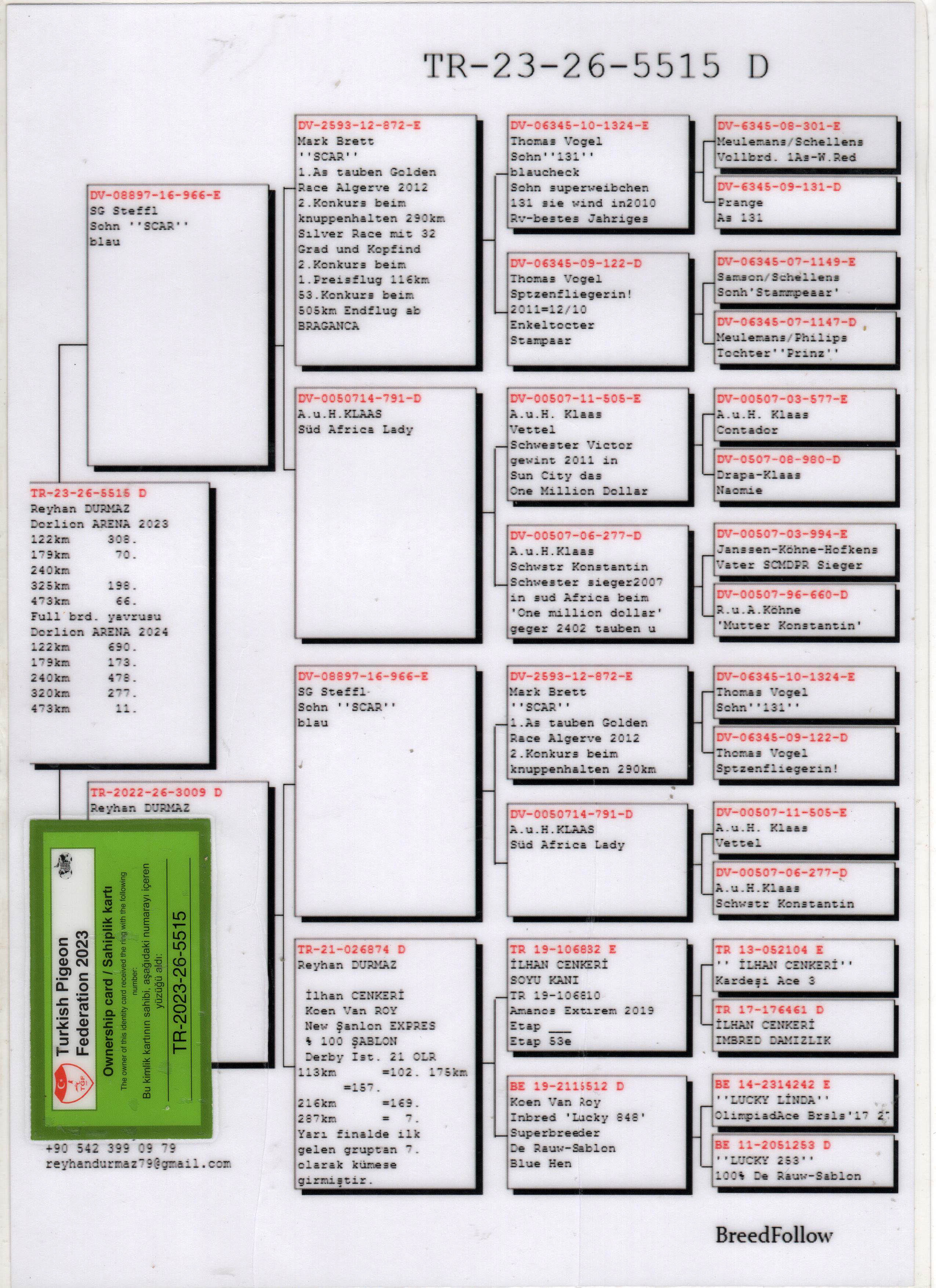 TR23-26-5515 DİŞİ / KENDİSİ DORLİON ARENA FİNAL 66 KARDEŞİ FİNAL 11