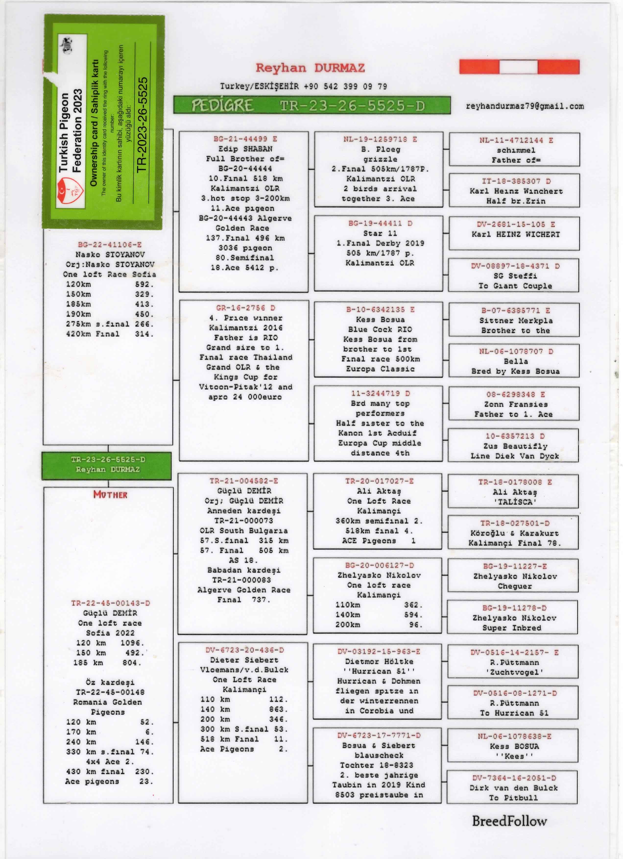 TR23-26-5525 DİŞİ/ BABASI EDİP SHABAN MESHUR KALIMANCI FİNAL 2 SOYU