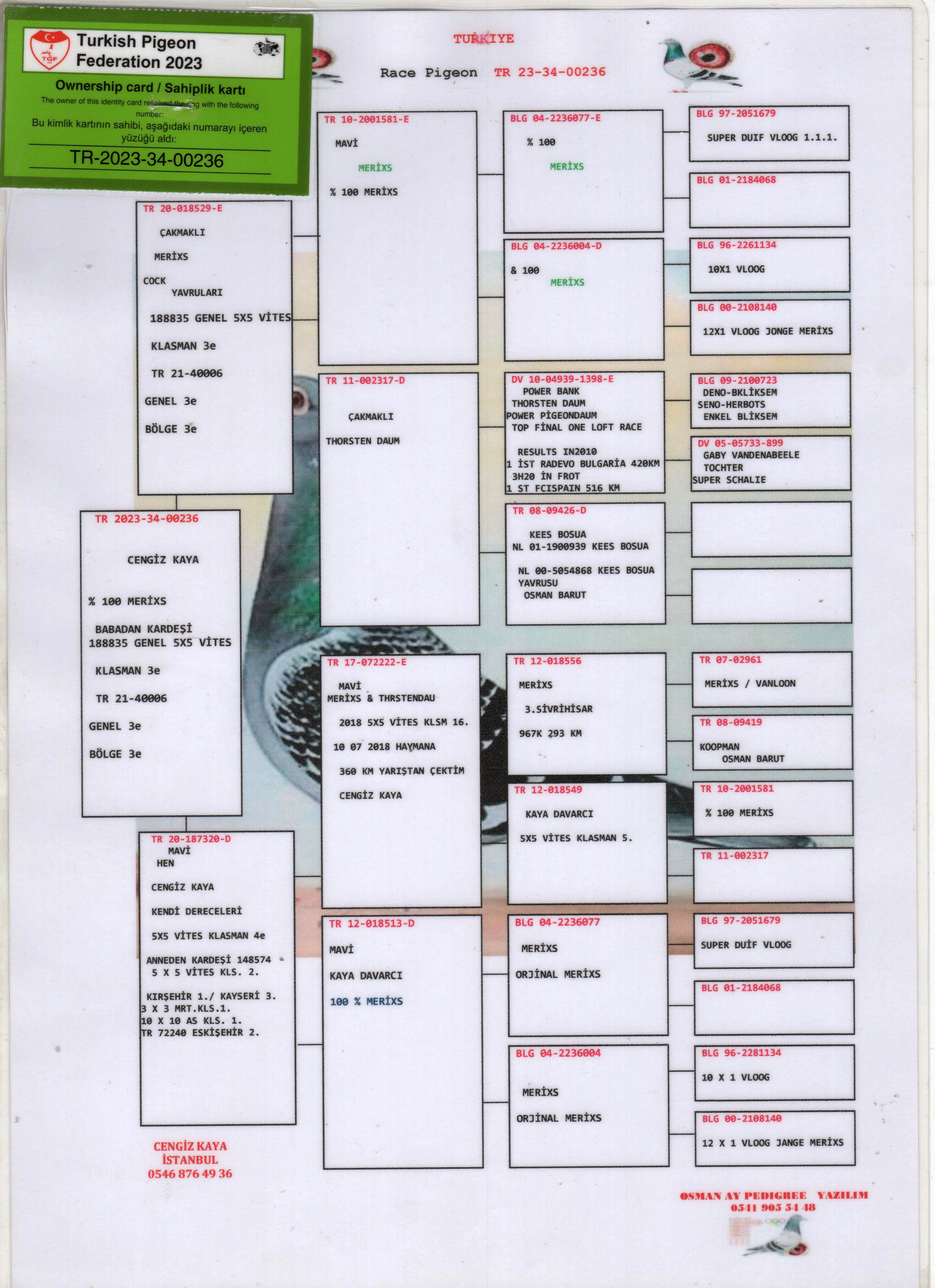 TR23-34-00236 DİŞİ / THOSTEN DAUM / MERIXS