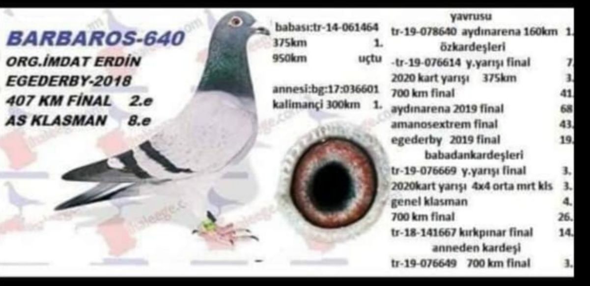 TR23-34-01331 / KENDİSİ DERBY KAMIZAKE YARIŞMIŞ
