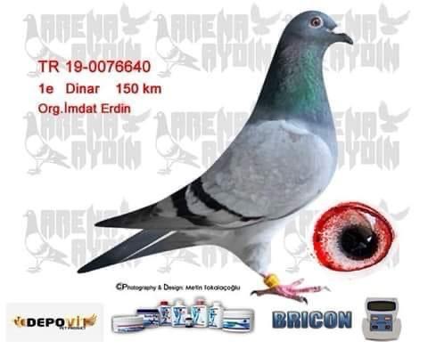 TR23-34-01331 / KENDİSİ DERBY KAMIZAKE YARIŞMIŞ