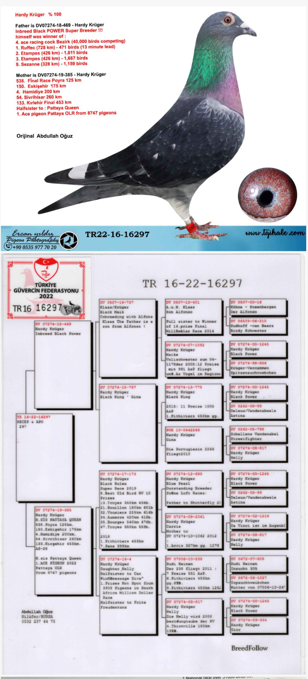 TR23-34-09188 DİŞİ /  BABASI HARDY KRUGER % 100 ANNESİNİN KARDEŞİ 11. FİNAL 
