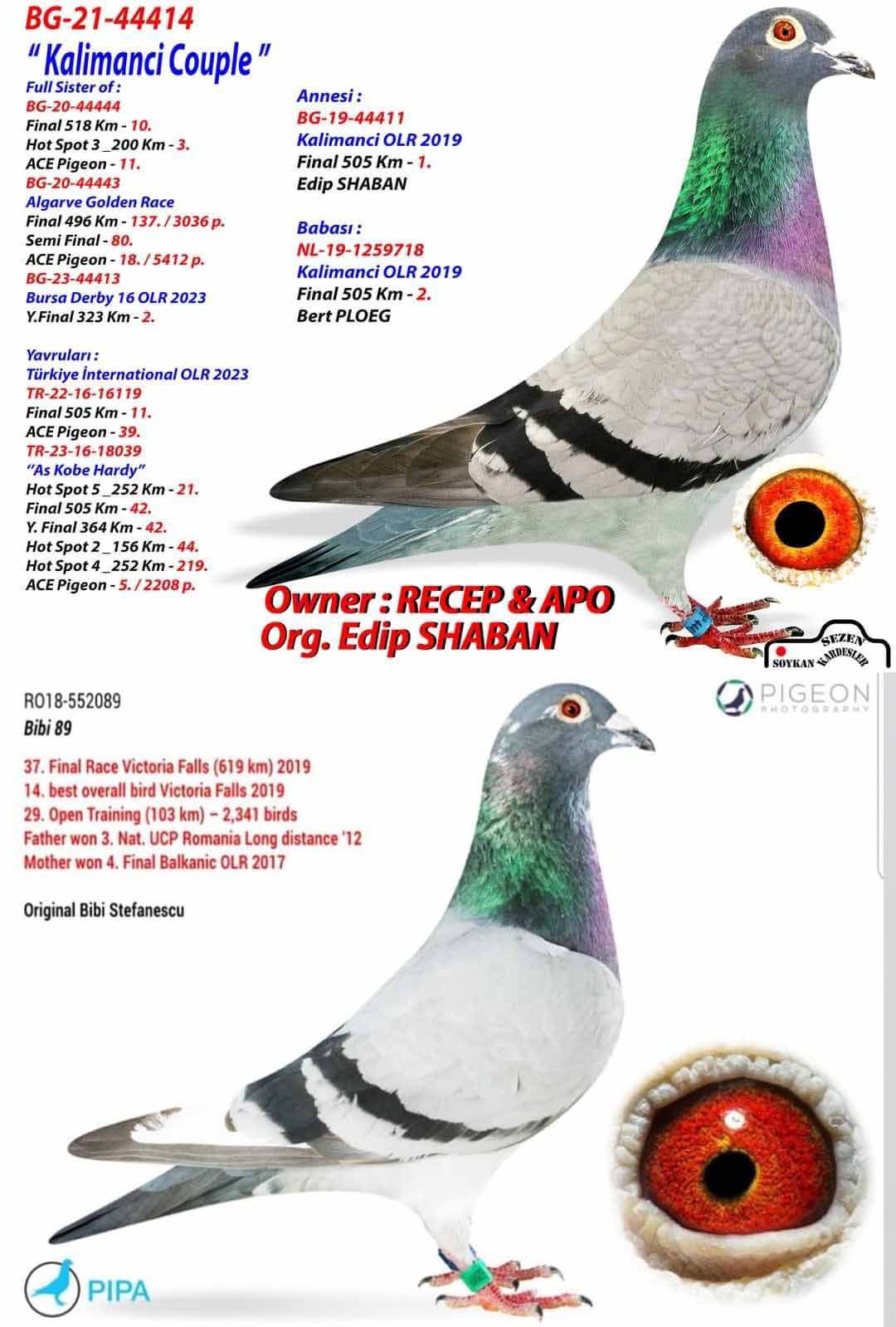 TR23-34-09188 DİŞİ /  BABASI HARDY KRUGER % 100 ANNESİNİN KARDEŞİ 11. FİNAL 