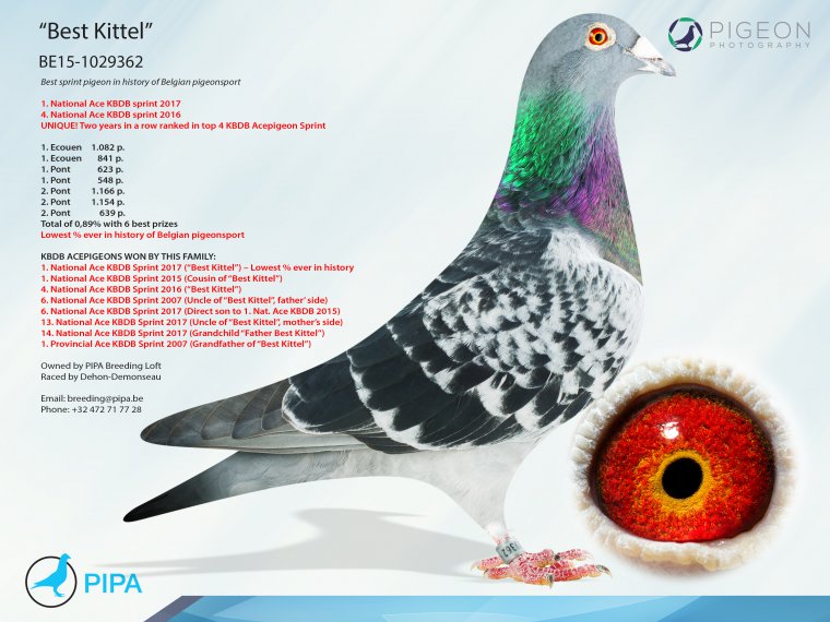 TR23-34-31857 ERKEK / BABASI INREED BEST KITTEL ANNESI INBREED ORNAT 