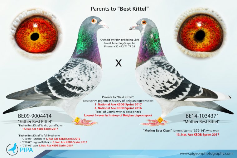 TR23-34-31857 ERKEK / BABASI INREED BEST KITTEL ANNESI INBREED ORNAT 