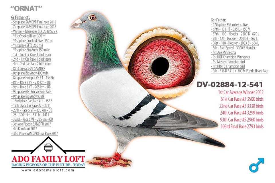 TR23-34-31857 ERKEK / BABASI INREED BEST KITTEL ANNESI INBREED ORNAT 