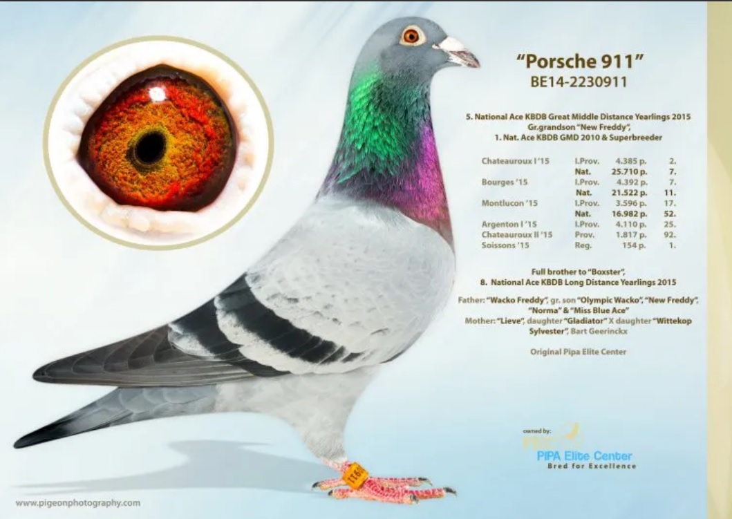 TR23-34-31861 DİŞİ / BABASI INBREED PORCHE 911 ANNESI BEST KITTEL & ORNAT 